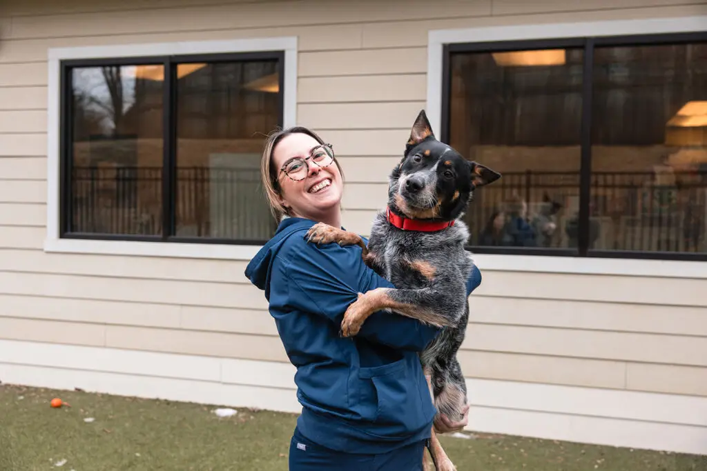A smiling staff member at Hoffman Animal Hospital holds a blue heeler