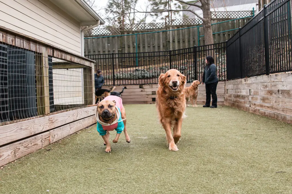 Two dogs run off-leash at boarding in Baltimore, MD